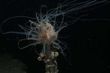  Foto captada por Bruno Hernández y Naira Hernández.